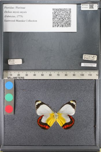 Media type: image;   Entomology 140001
